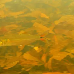 Red-tailed Freshwater Barracuda, Spotted Cachorro, photo 5
