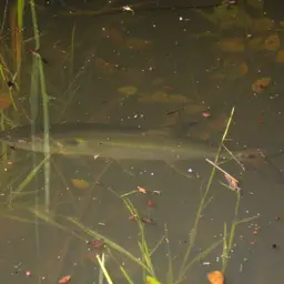 Red-tailed Freshwater Barracuda, Spotted Cachorro, photo 6