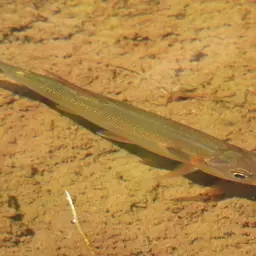 Red-tailed Freshwater Barracuda, Spotted Cachorro, photo 7