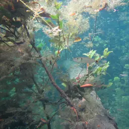 Red-tailed Freshwater Barracuda, Spotted Cachorro, photo 9
