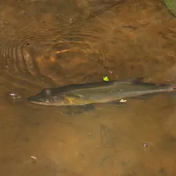 Red-tailed Freshwater Barracuda, Spotted Cachorro, photo 10