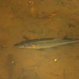 Red-tailed Freshwater Barracuda, Spotted Cachorro, photo 11