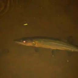 Red-tailed Freshwater Barracuda, Spotted Cachorro, photo 12