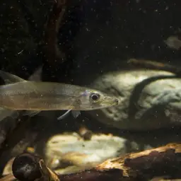 Pike Characin, photo 1