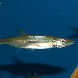 Pike Characin, photo 2