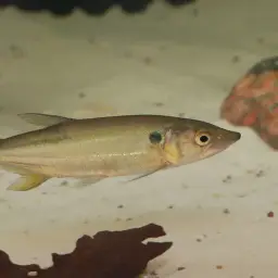 Pike Characin, photo 1