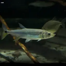 Pike Characin, photo 2