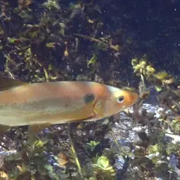 Pike Characin, photo 3