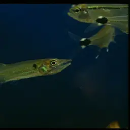 Pike Characin, photo 4