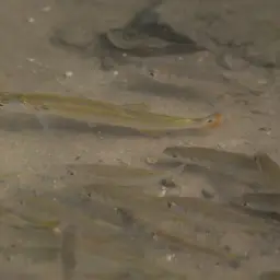Pike Characin, photo 5