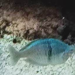 Deep Body Bitterling, photo 11