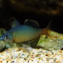 Korean Bitterling