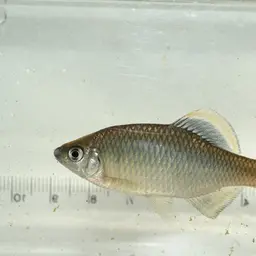 Korean Bitterling, photo 3