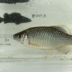 Korean Bitterling, photo 4