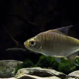 Sheep Pacu, photo 1