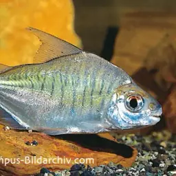 Sheep Pacu, photo 2