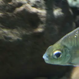 Sheep Pacu, photo 3