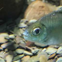 Sheep Pacu, photo 4