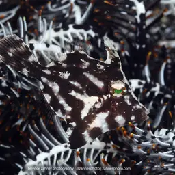 Aiptasia Eating Filefish