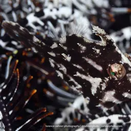 Aiptasia Eating Filefish, photo 4
