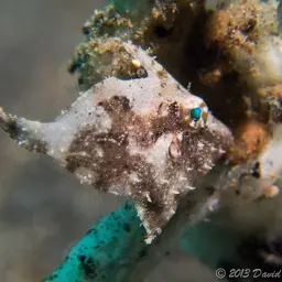 Aiptasia Eating Filefish, photo 5