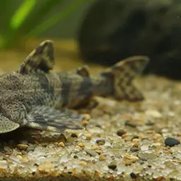 Falcate Chameleon Catfish