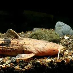 Maeklong Chameleon Catfish, photo 2