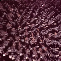 Staghorn Coral, photo 2