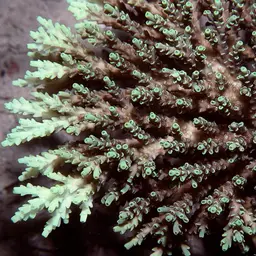 Staghorn Coral, photo 1