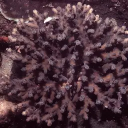 Staghorn Coral, photo 3