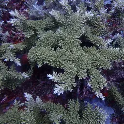 Staghorn Coral, photo 4