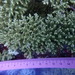 Staghorn Coral, photo 5