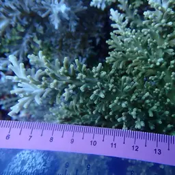Staghorn Coral, photo 6