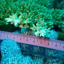 Staghorn Coral, photo 7