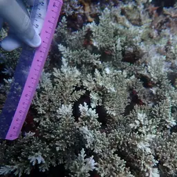 Staghorn Coral, photo 8