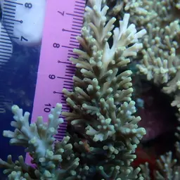 Staghorn Coral, photo 9