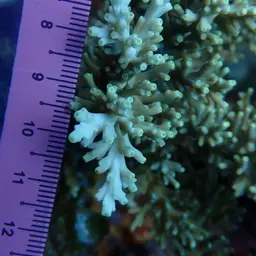 Staghorn Coral, photo 10
