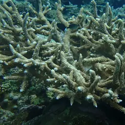 Staghorn Coral, photo 1