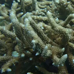Staghorn Coral, photo 2