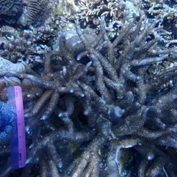 Staghorn Coral, photo 3