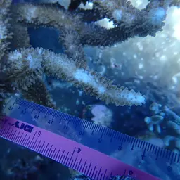 Staghorn Coral, photo 4