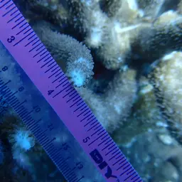 Staghorn Coral, photo 5