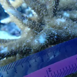 Staghorn Coral, photo 6