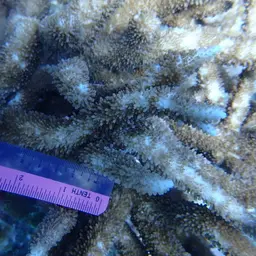 Staghorn Coral, photo 7
