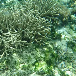 Staghorn Coral, photo 8