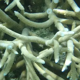 Staghorn Coral, photo 9
