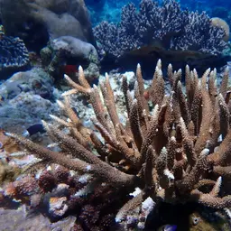 Staghorn Coral, photo 10