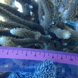Staghorn Coral, photo 11
