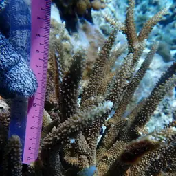 Staghorn Coral, photo 12