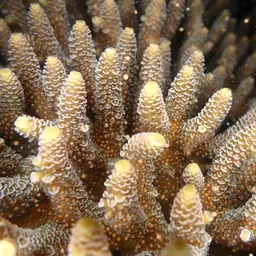Staghorn Coral, photo 1